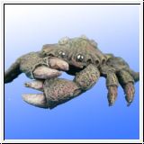 2010 - Giant crab